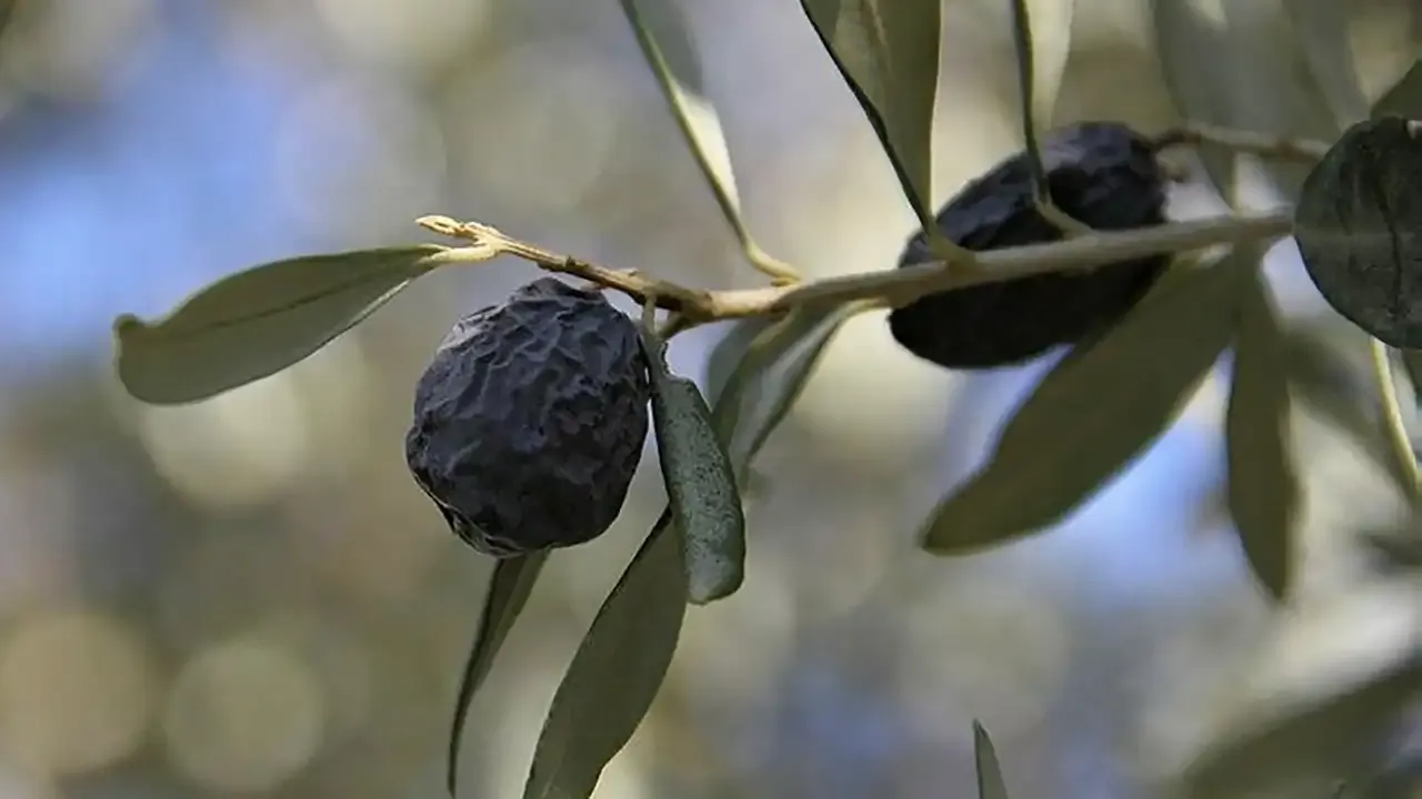 İzmir’e özgü bir zeytin