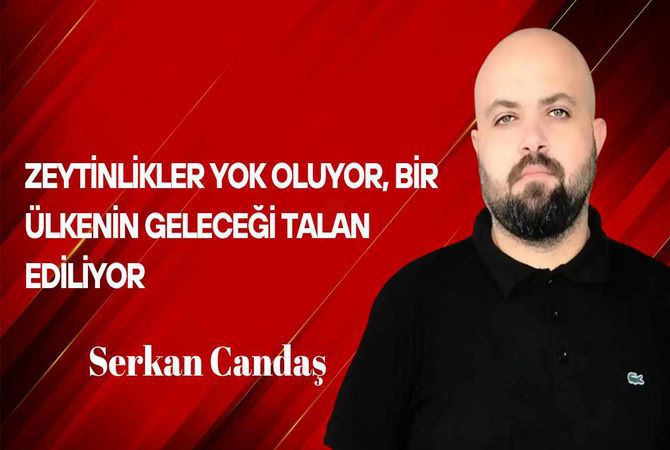 Serkan Candaş Yazdı… Zeytinlikler Yok Oluyor, Bir Ülkenin Geleceği Talan Ediliyor