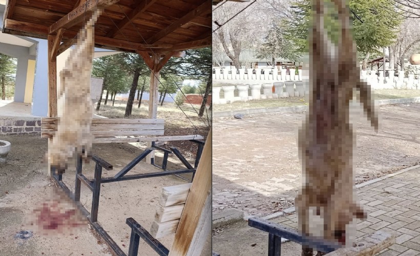 Afyon’da insanlık dışı olay: Köpeğe görülmemiş işkence!